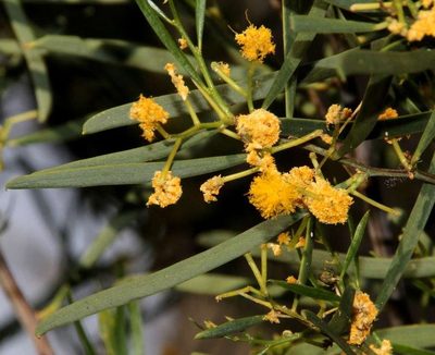 Acacia ligulata, photographed by Russell Best