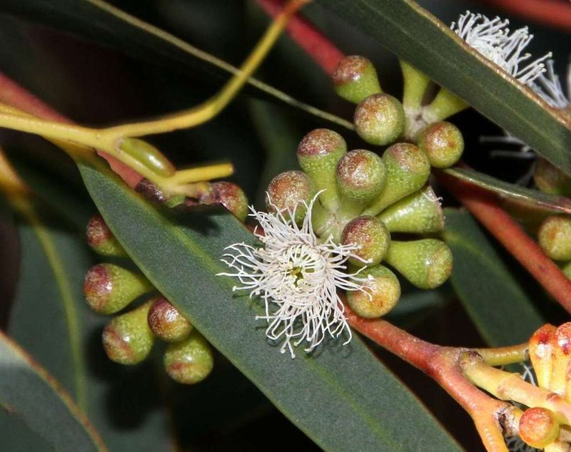Eucalyptus willisii, photographed by Russell Best