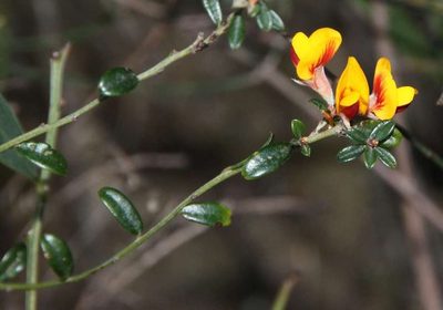 Pultenaea stricta, photographed by Russell Best
