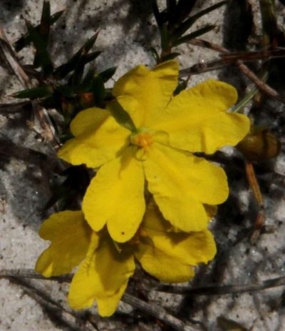 Hibbertia acicularis, photographed by Russell Best