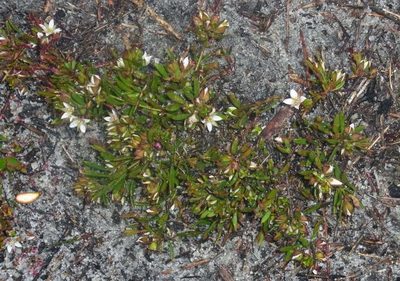 Boronia parviflora, photographed by Russell Best