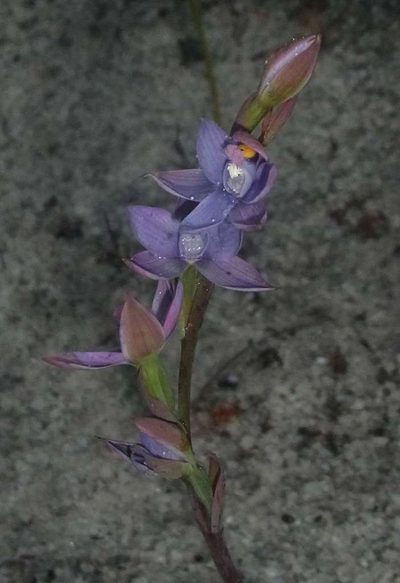 Thelymitra malvina, photographed by Russell Best