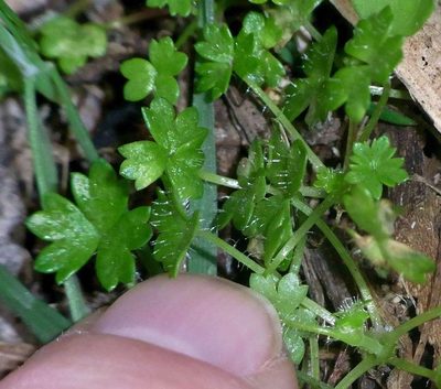 Hydrocotyle foveolata, photographed by Russell Best