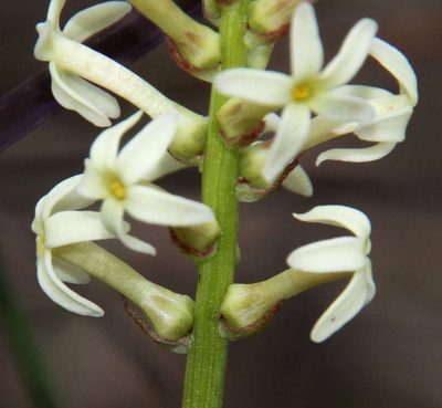 Stackhousia subterranea, photographed by Russell Best