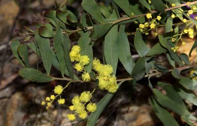 Acacia prominens, photographed by Russell Best