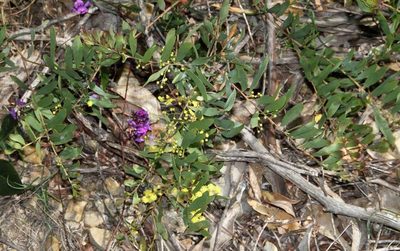 Acacia prominens, photographed by Russell Best