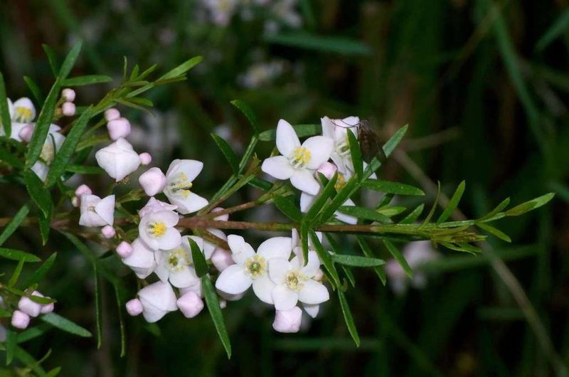 Boronia muelleri, photographed by Russell Best
