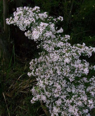 Boronia muelleri, photographed by Russell Best