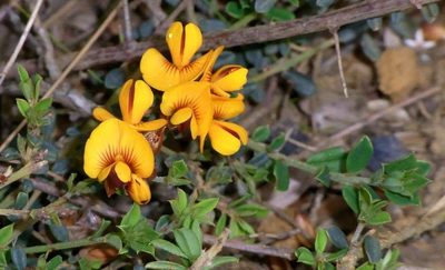 Pultenaea stricta, photographed by Russell Best