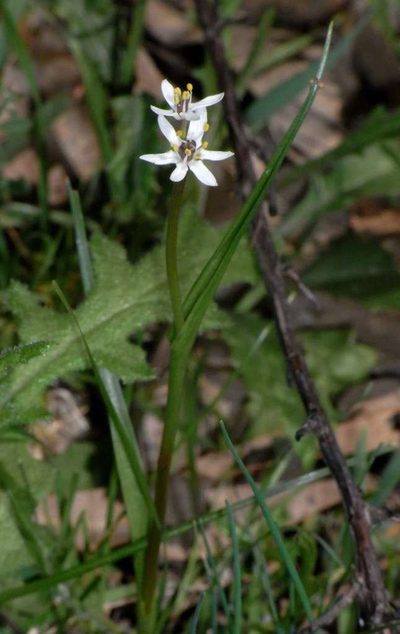 Wurmbea uniflora, photographed by Russell Best