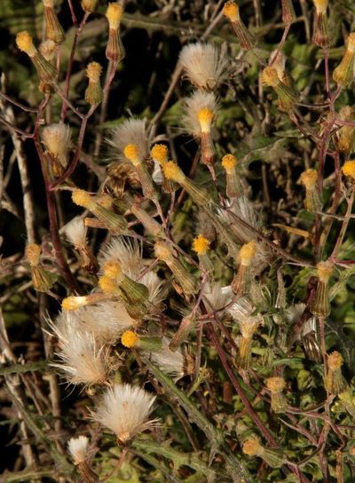 Senecio runcinifolius, photographed by Russell Best