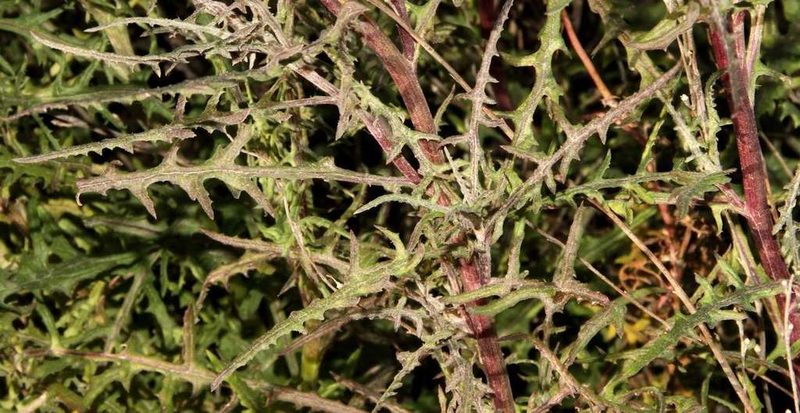 Senecio runcinifolius, photographed by Russell Best