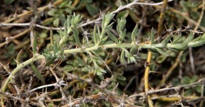 Sclerolaena muricata, photographed by Russell Best