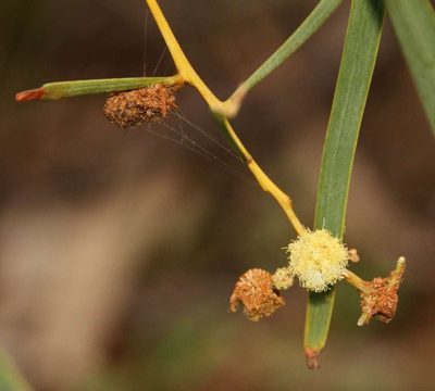 Acacia stenophylla, photographed by Russell Best