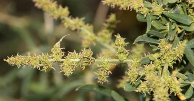 Chenopodium nitrariaceum, photographed by Russell Best