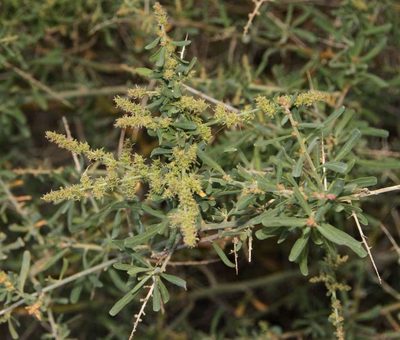 Chenopodium nitrariaceum, photographed by Russell Best