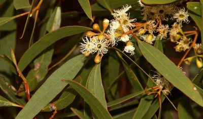 Eucalyptus gracilis, photographed by Russell Best