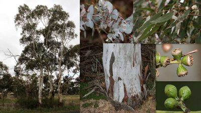 Eucalyptus rubida, photographed by Russell Best