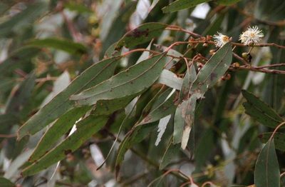 Eucalyptus rubida, photographed by Russell Best