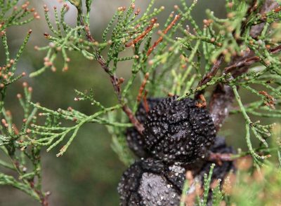 Callitris verrucosa, photographed by Russell Best