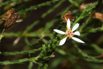 Olearia passerinoides, photographed by Russell Best