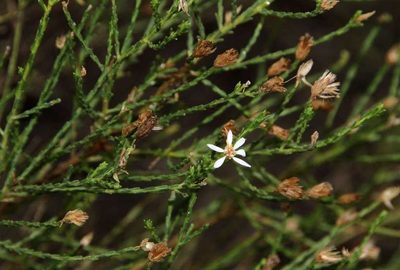 Olearia passerinoides, photographed by Russell Best