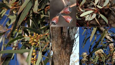 Eucalyptus gracilis, photographed by Russell Best