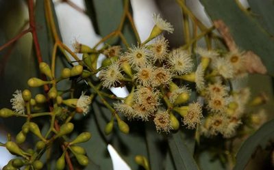 Eucalyptus bicolor, photographed by Russell Best