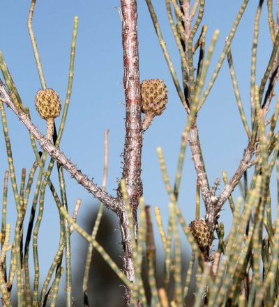 Casuarina pauper, photographed by Russell Best