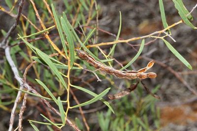 Acacia ligulata, photographed by Russell Best