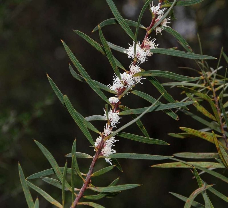 Hakea repullulans, photographed by Russell Best