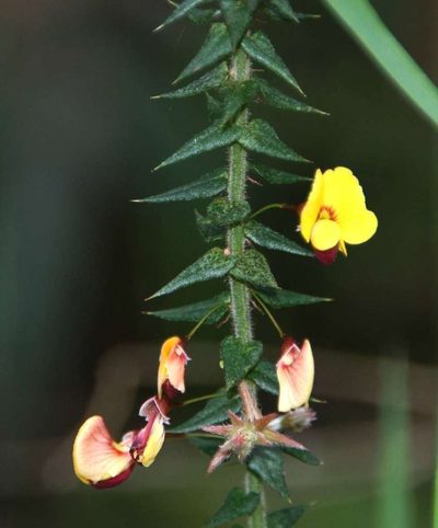 Bossiaea cordifolia, photographed by Russell Best