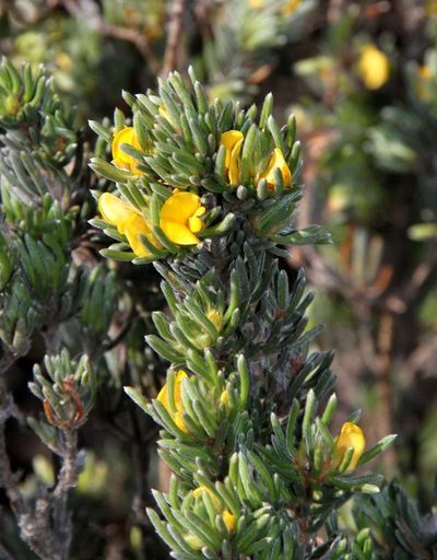 Pultenaea canaliculata, photographed by Russell Best
