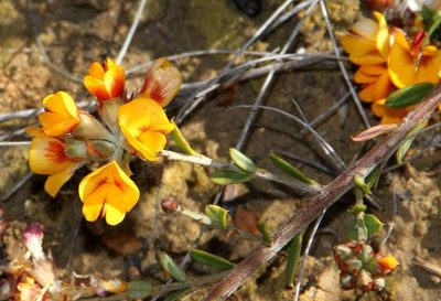 Pultenaea stricta, photographed by Russell Best