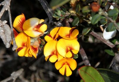 Pultenaea stricta, photographed by Russell Best
