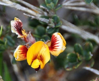 Pultenaea stricta, photographed by Russell Best