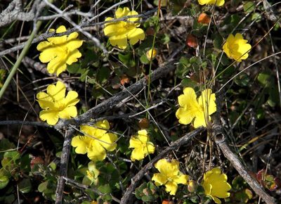 Hibbertia truncata, photographed by Russell Best
