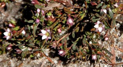 Boronia parviflora, photographed by Russell Best