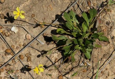 Goodenia paradoxa, photographed by Russell Best