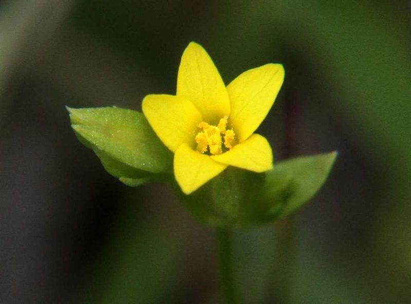 Sebaea ovata, photographed by Russell Best
