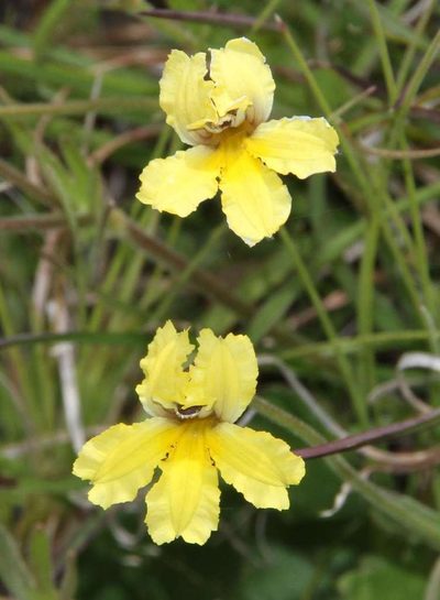 Goodenia paradoxa, photographed by Russell Best