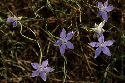 Wahlenbergia luteola, photographed by Russell Best