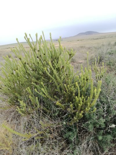 Leucadendron stellare, photographed by Jacques van der Merwe