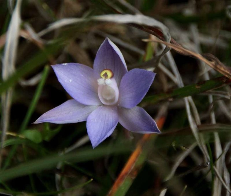Thelymitra arenaria, photographed by Russell Best