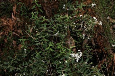 Olearia stellulata, photographed by Russell Best