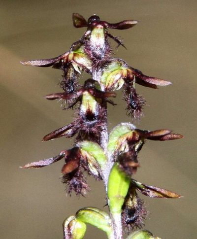 Genoplesium morrisii, photographed by Russell Best