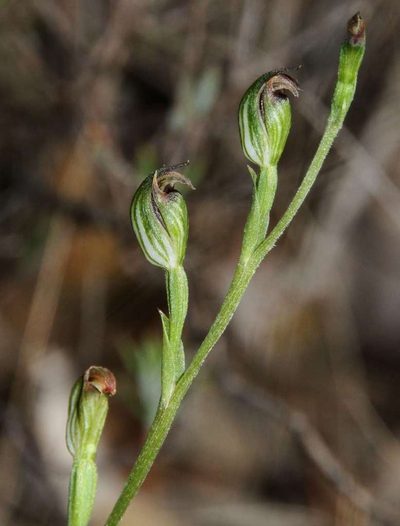 Pterostylis rubescens, photographed by Russell Best