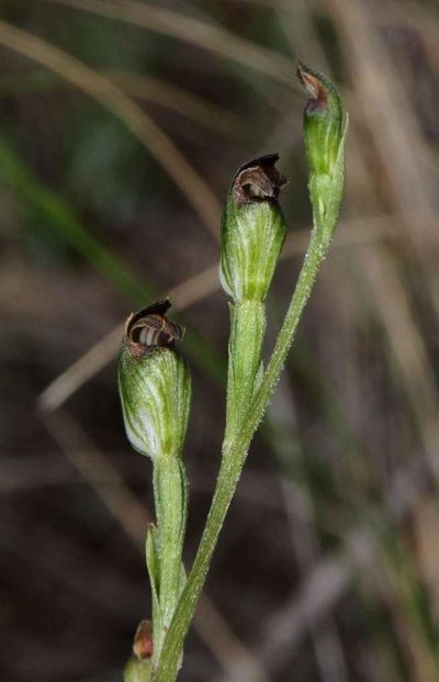 Pterostylis rubescens, photographed by Russell Best