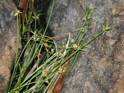 Isolepis inundata, photographed by Russell Best
