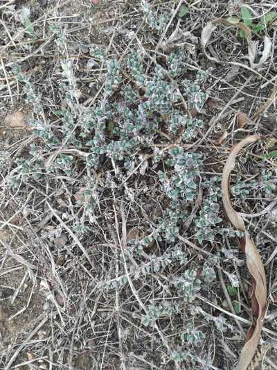 Antimima microphylla, photographed by Jacques van der Merwe
